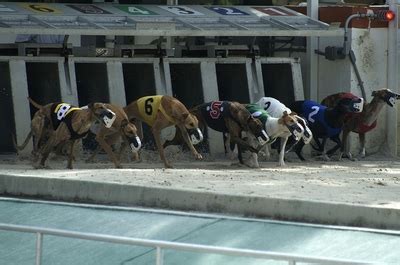 Greyhound Racing Trap Challenge Betting.